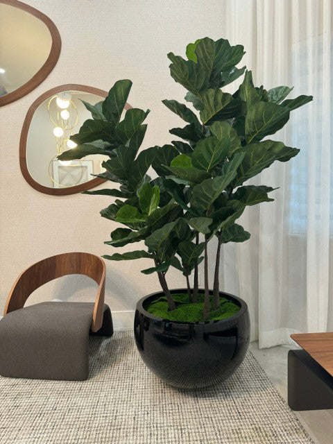 Noir Terragona Pot avec Figuier Lyre Arbre