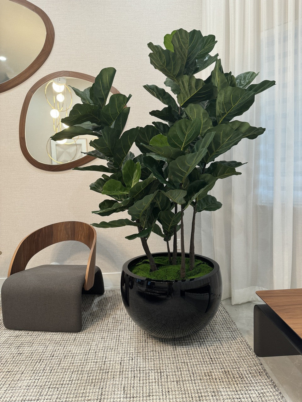 Noir Terragona Pot avec Figuier Lyre Arbre