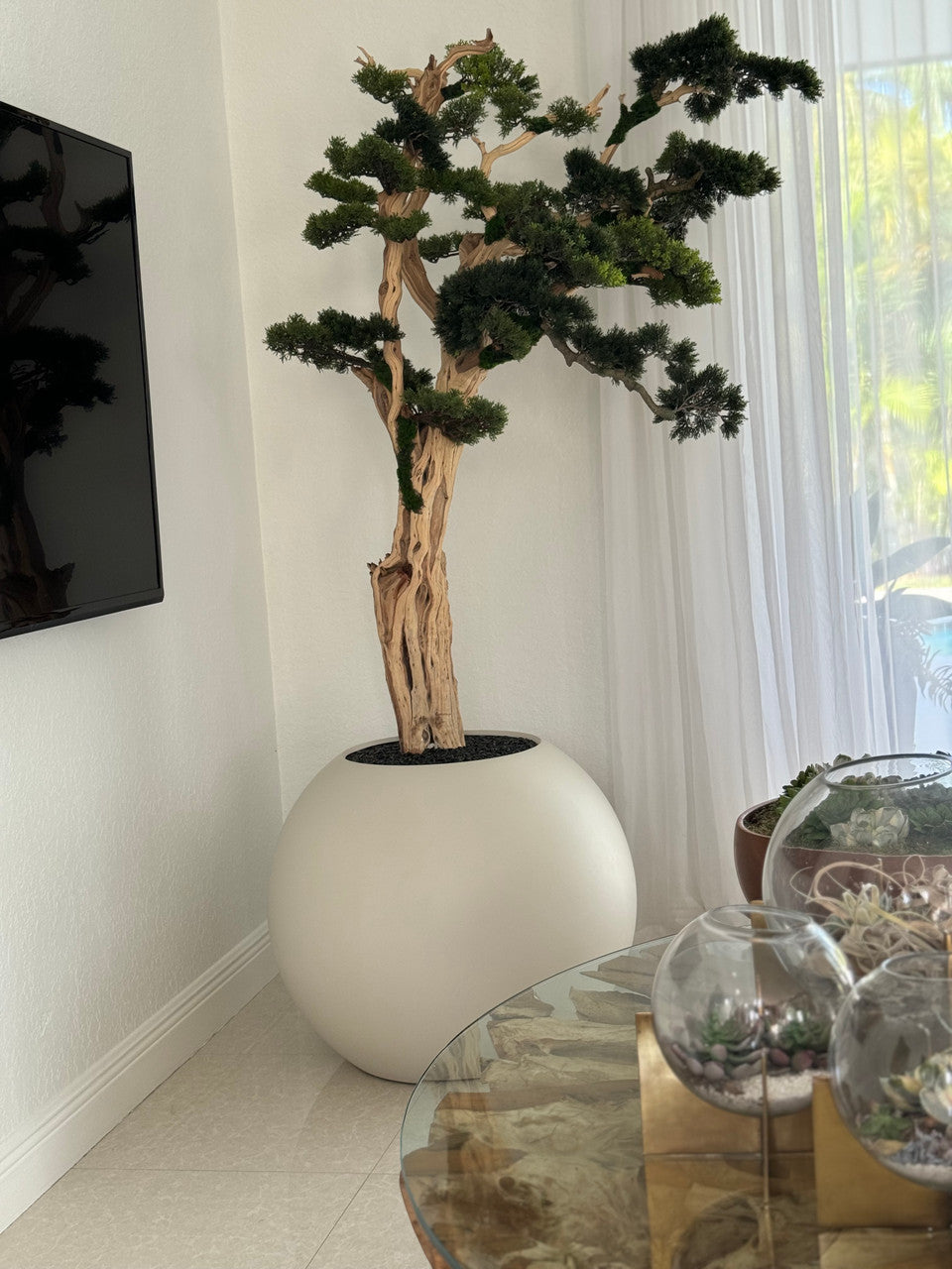 Trailing Bonsaï en 76 Cm Satin Beige Globe