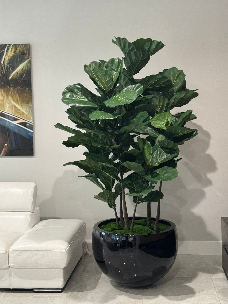Noir Terragona Pot avec Figuier Lyre Arbre