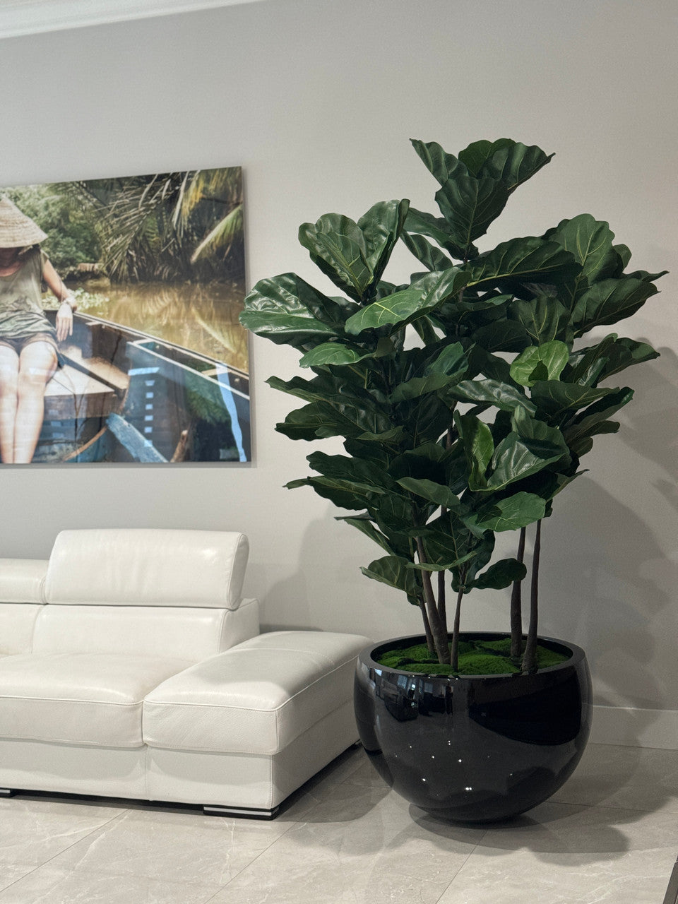 Noir Terragona Pot avec Figuier Lyre Arbre