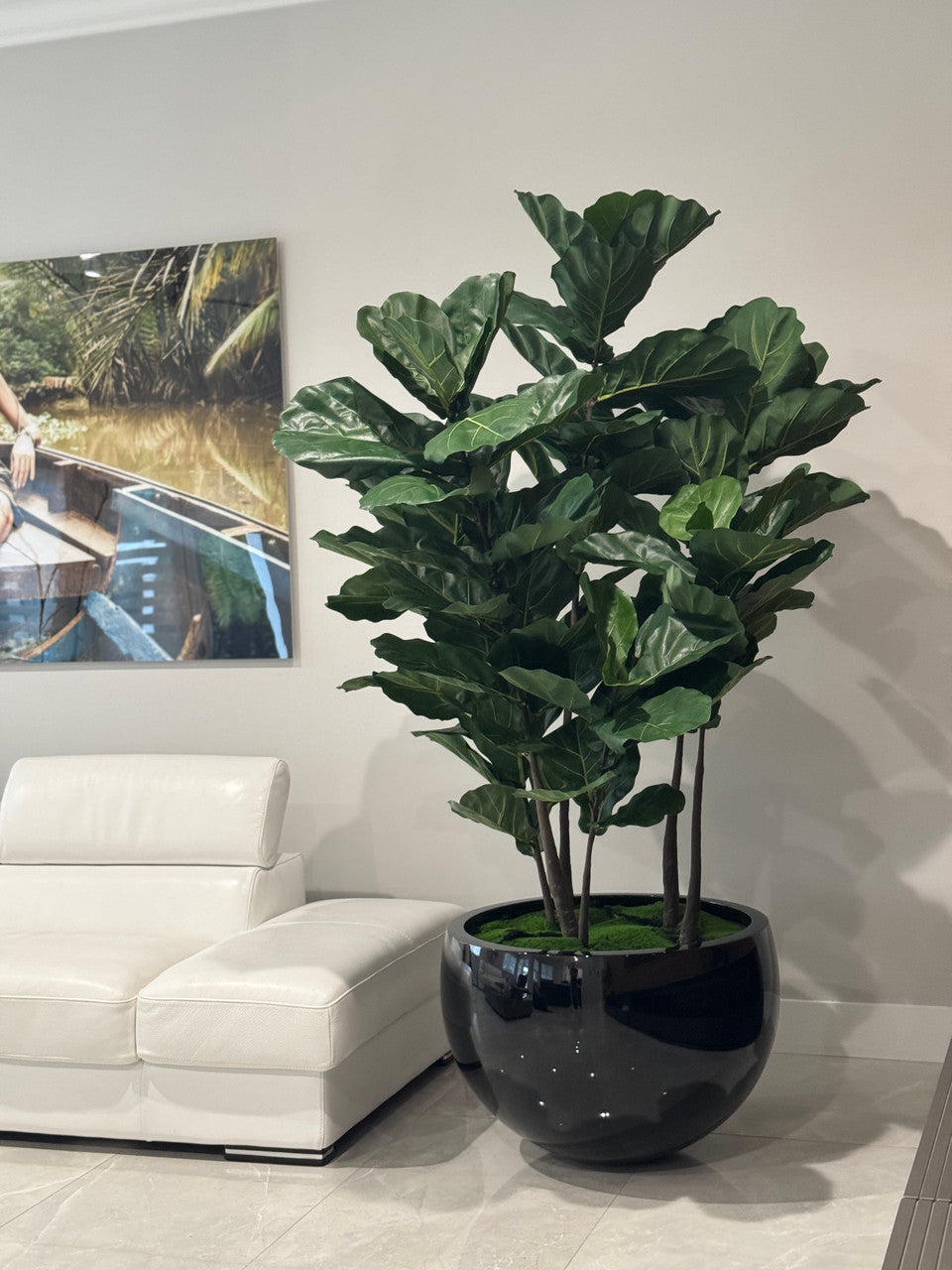 Noir Terragona Pot avec Figuier Lyre Arbre
