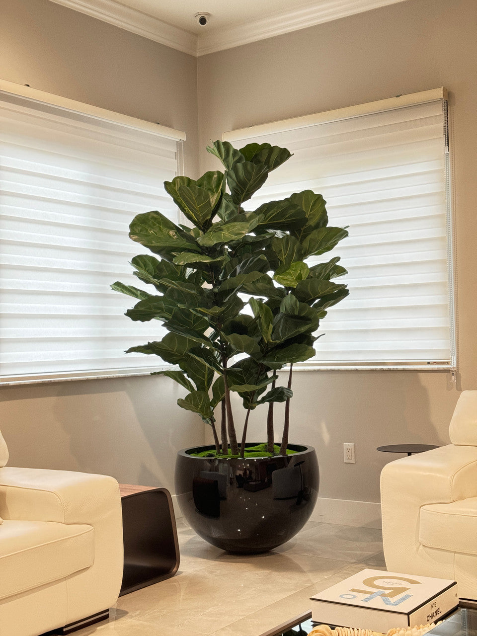 Noir Terragona Pot avec Figuier Lyre Arbre