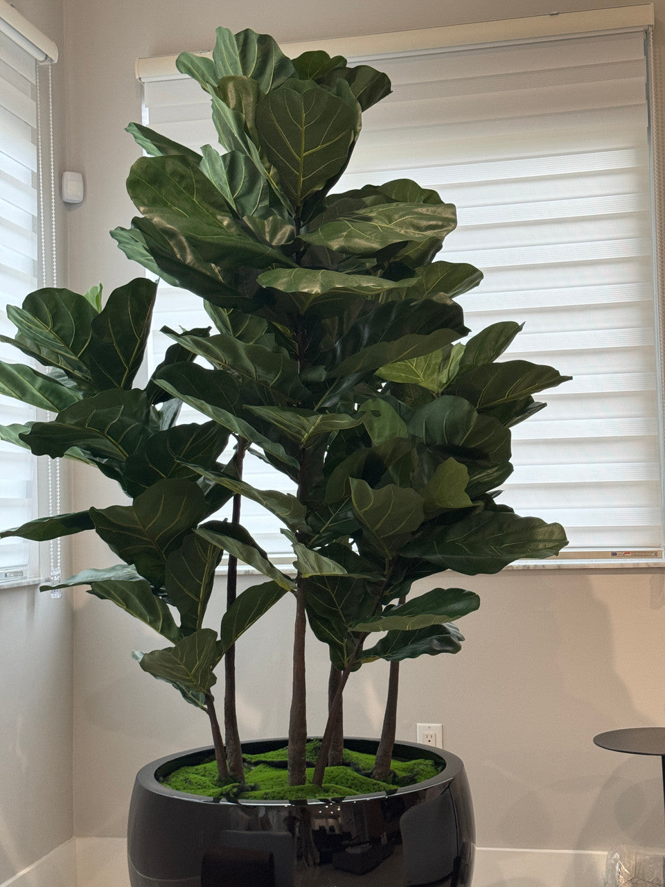 Noir Terragona Pot avec Figuier Lyre Arbre