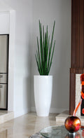 Sansevière (160 Cm) avec Dax Xl Pot en Blanc Brillant