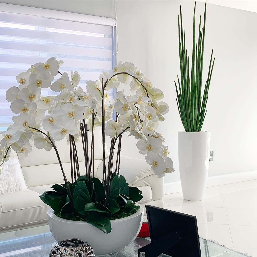 Sansevière (160 Cm) avec Dax L Pot en Blanc Brillant