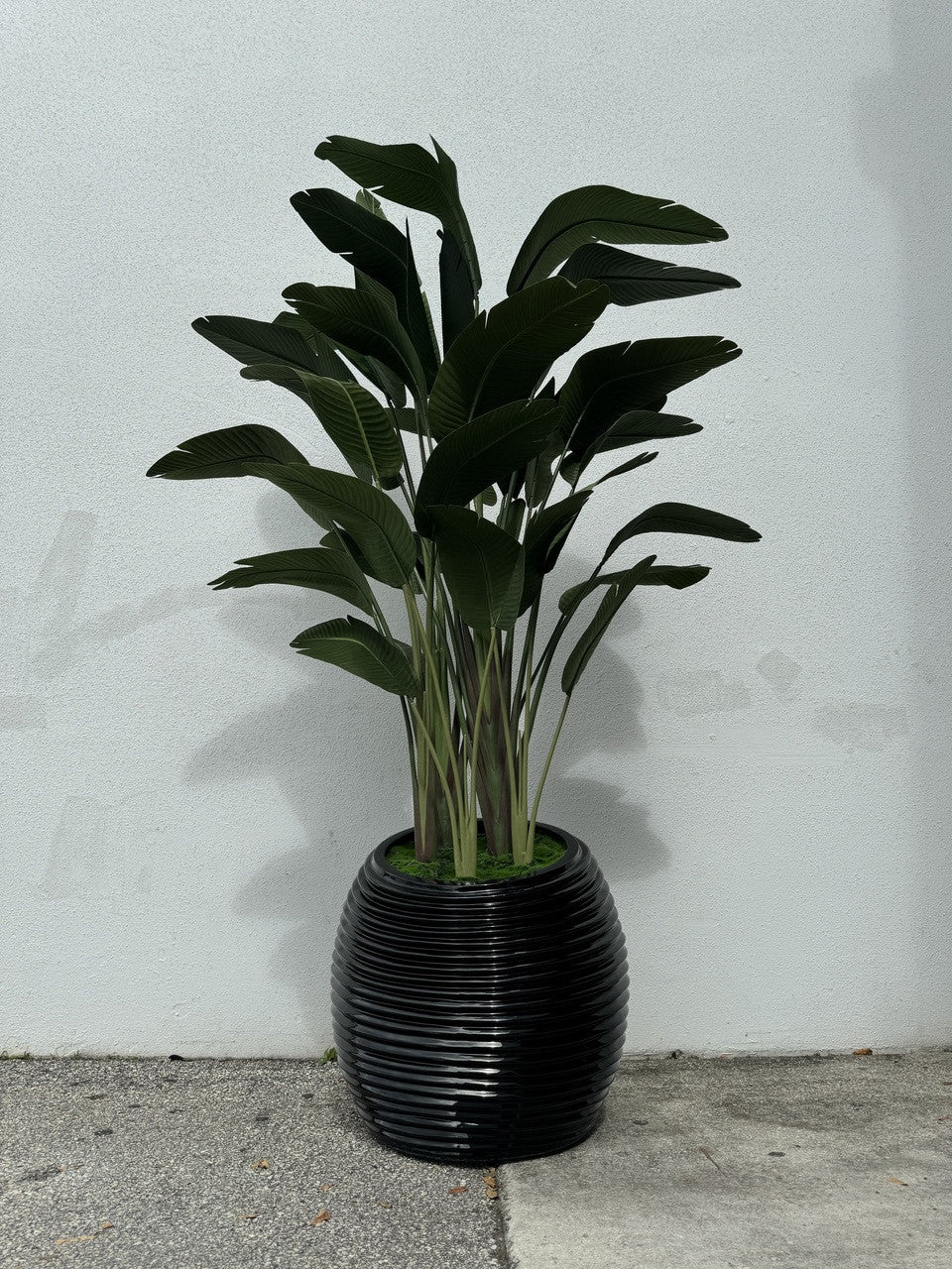 Oiseau de Paradis en Noir Spiral Pot