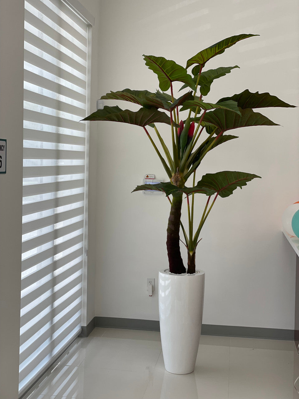 Rouge Prince Alocasia en Dax L Blanc Brillant Pot