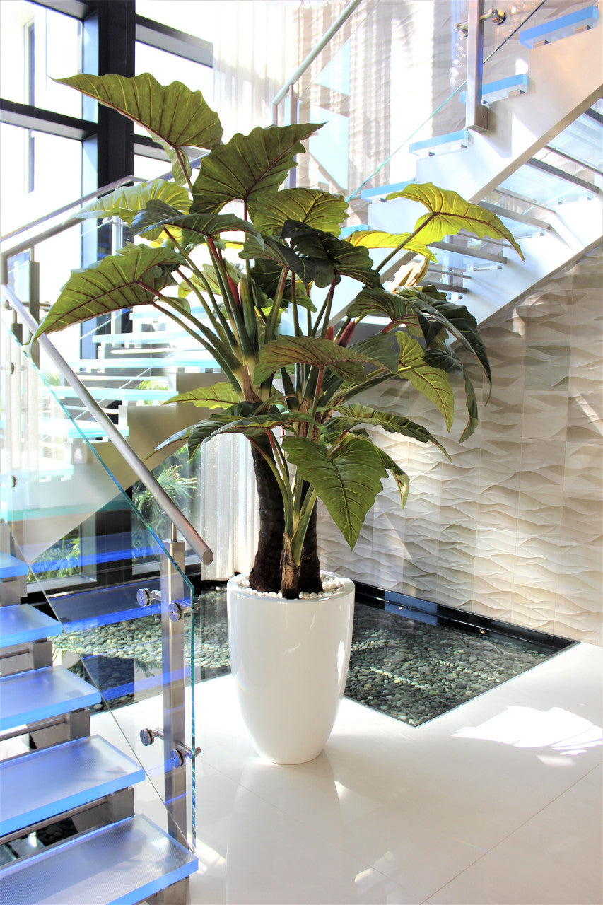 Rouge Prince Alocasia en Ben Xl Blanc Brillant Pot