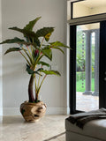 Xxl Coupe en Teck avec Alocasia Plante