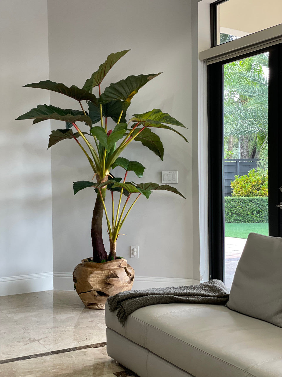 Xxl Coupe en Teck avec Alocasia Plante