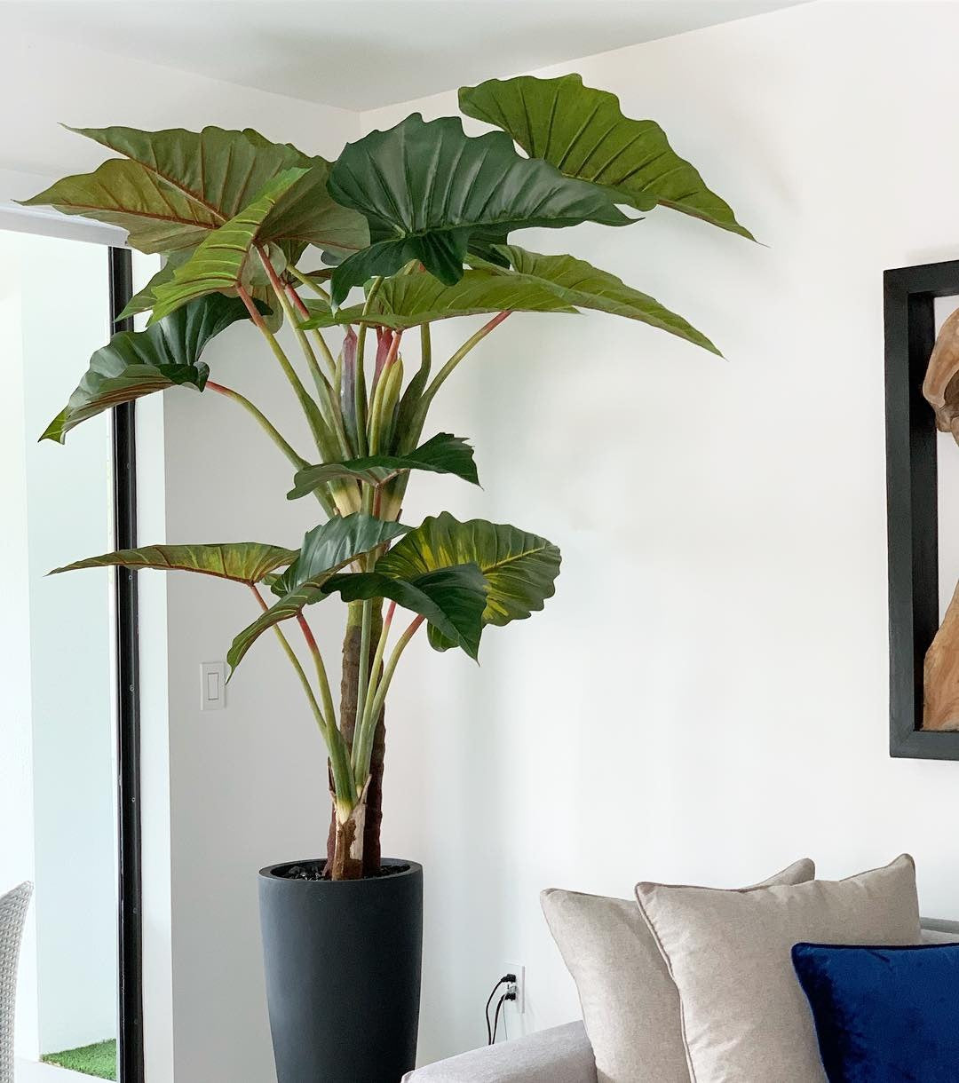 Rouge Prince Alocasia avec Ashton Pot en Noir