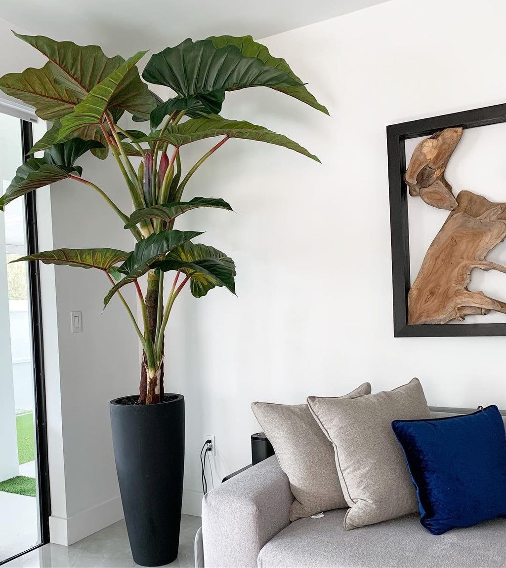 Rouge Prince Alocasia avec Ashton Pot en Noir