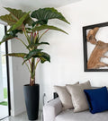 Rouge Prince Alocasia avec Ashton Pot en Noir