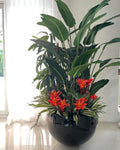 Tropical Mix Plantes en Noir Terragona Pot