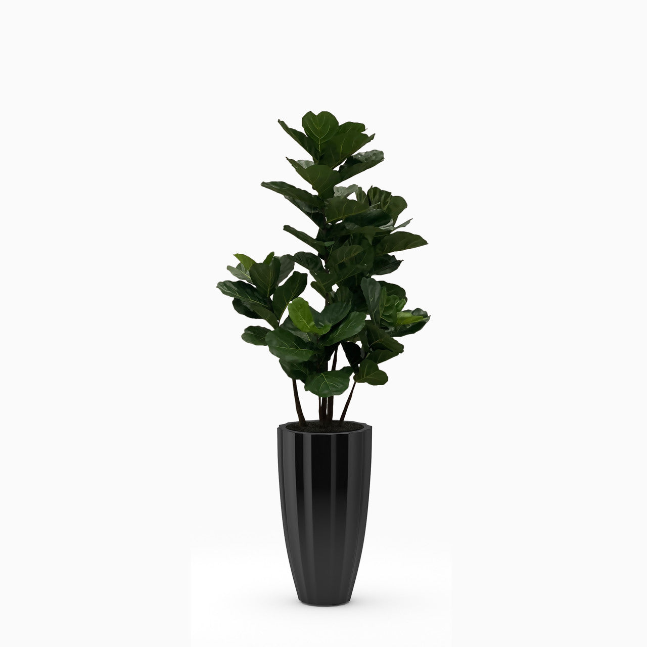 Noir Brillant San Jose Pot avec Figuier Lyre Arbre