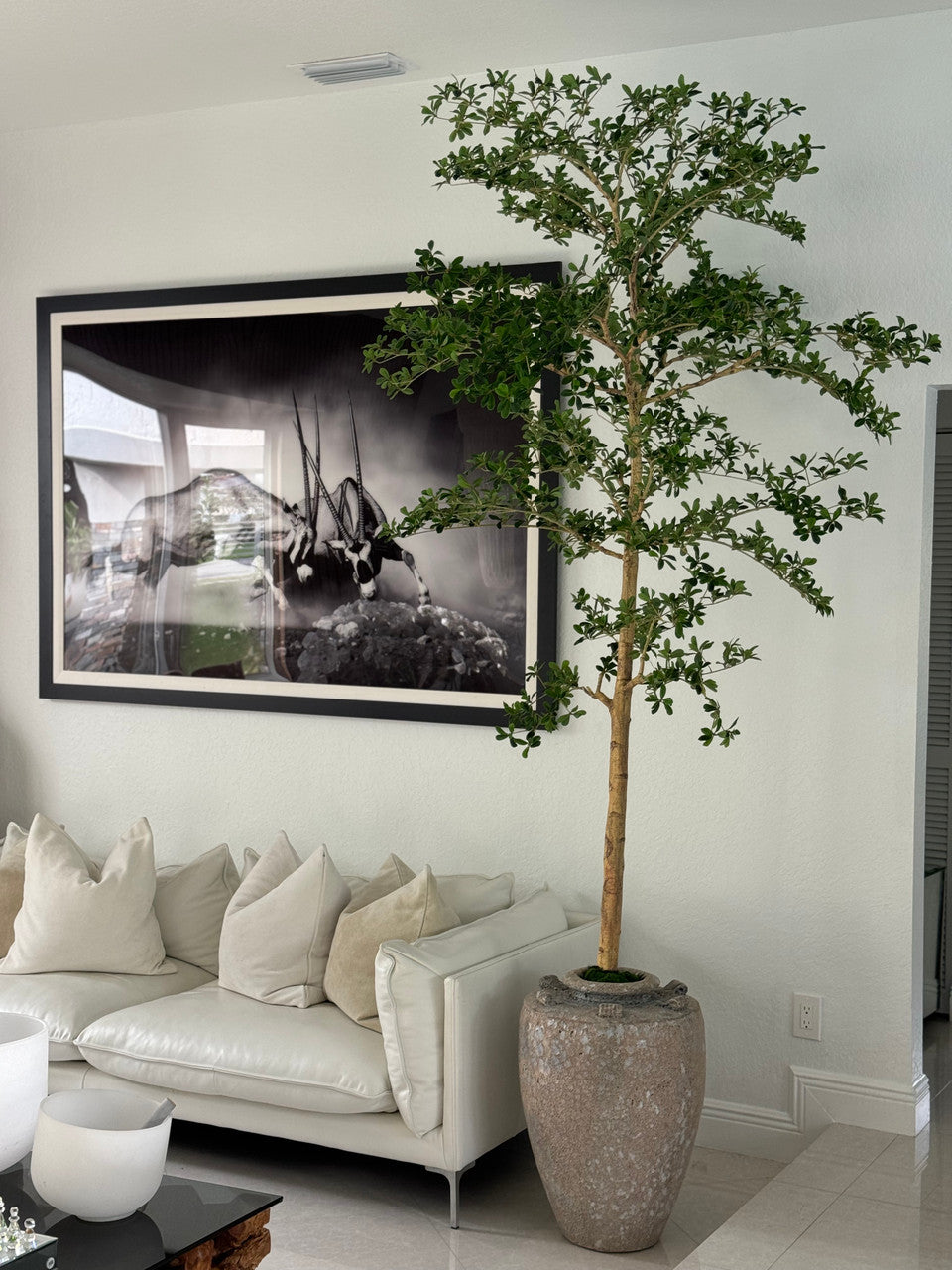 Parthenon Pot avec 23 Cm Ficus Shady Lady Arbre