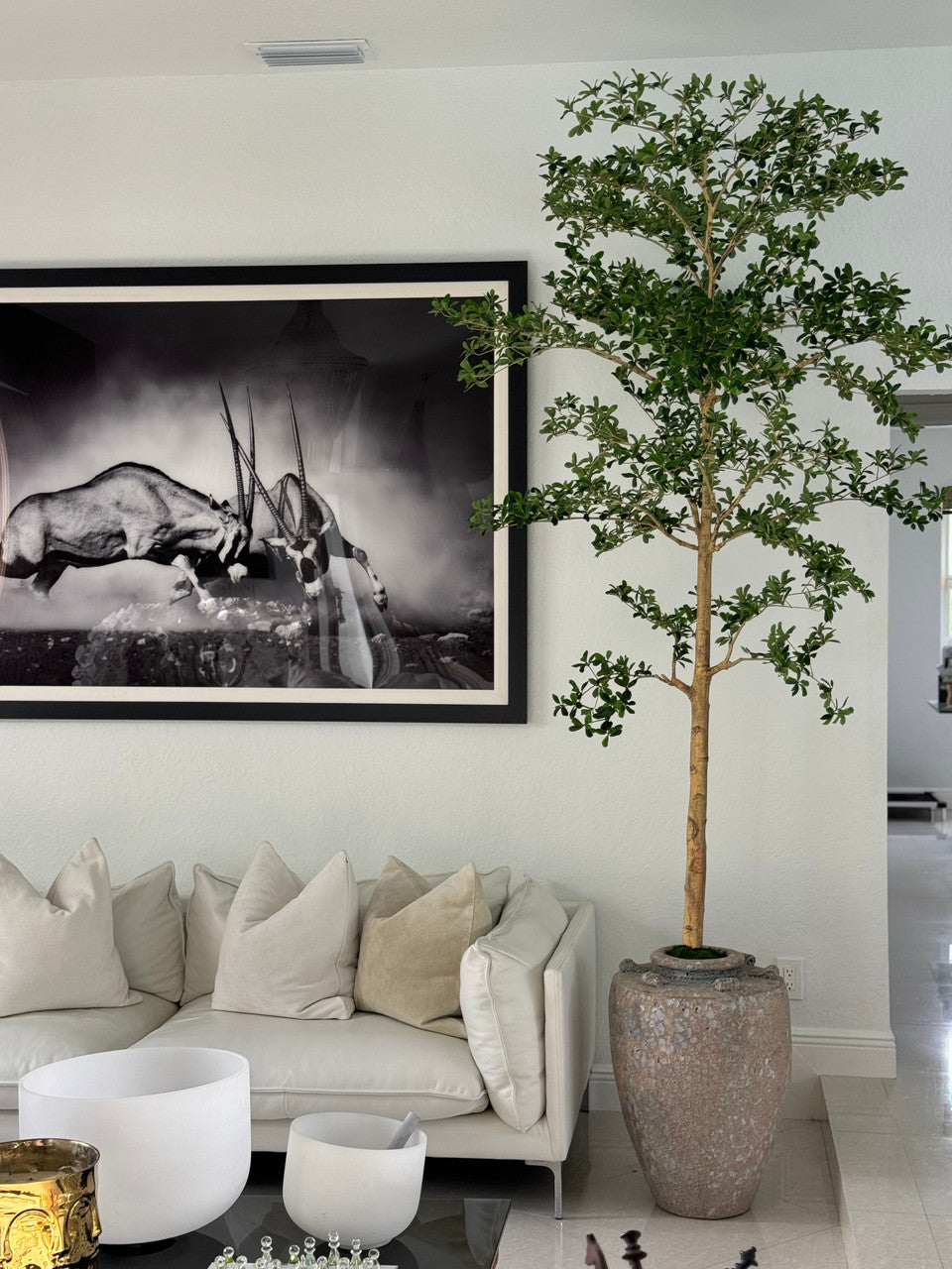 Parthenon Pot avec 23 Cm Ficus Shady Lady Arbre