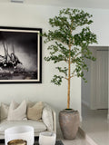 Parthenon Pot avec 23 Cm Ficus Shady Lady Arbre