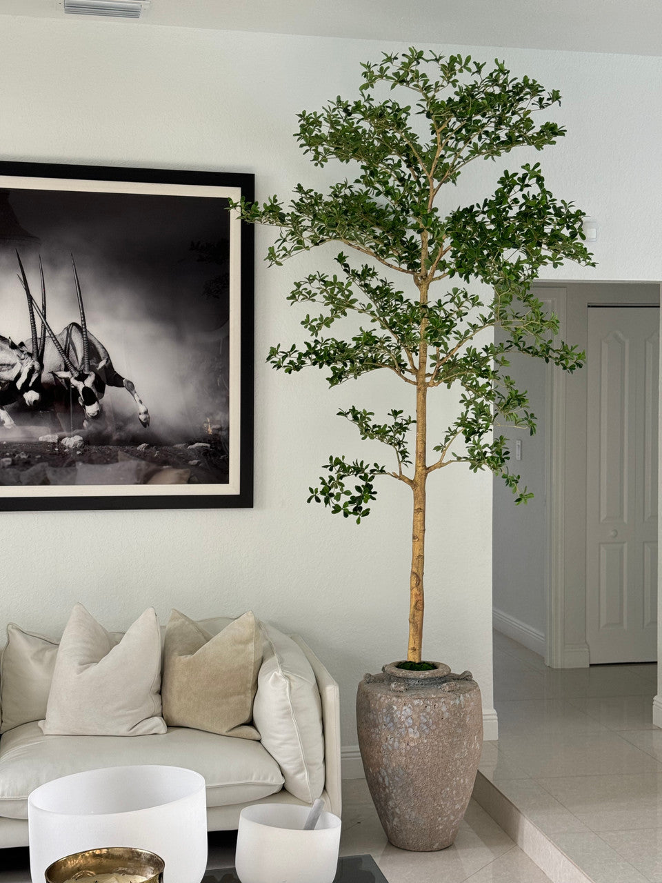 Parthenon Pot avec 23 Cm Ficus Shady Lady Arbre