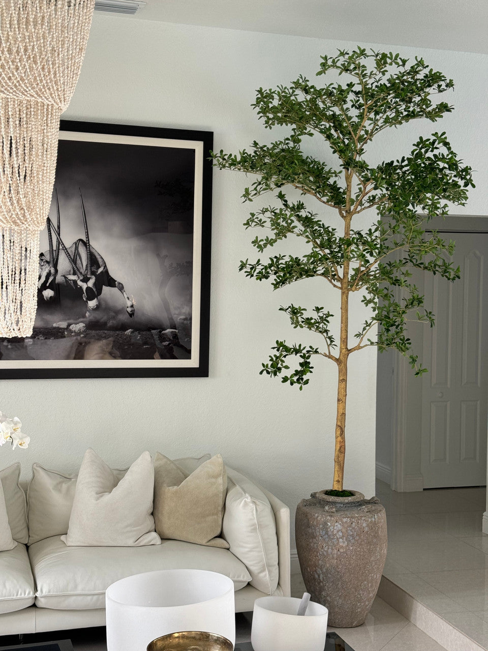 Parthenon Pot avec 23 Cm Ficus Shady Lady Arbre