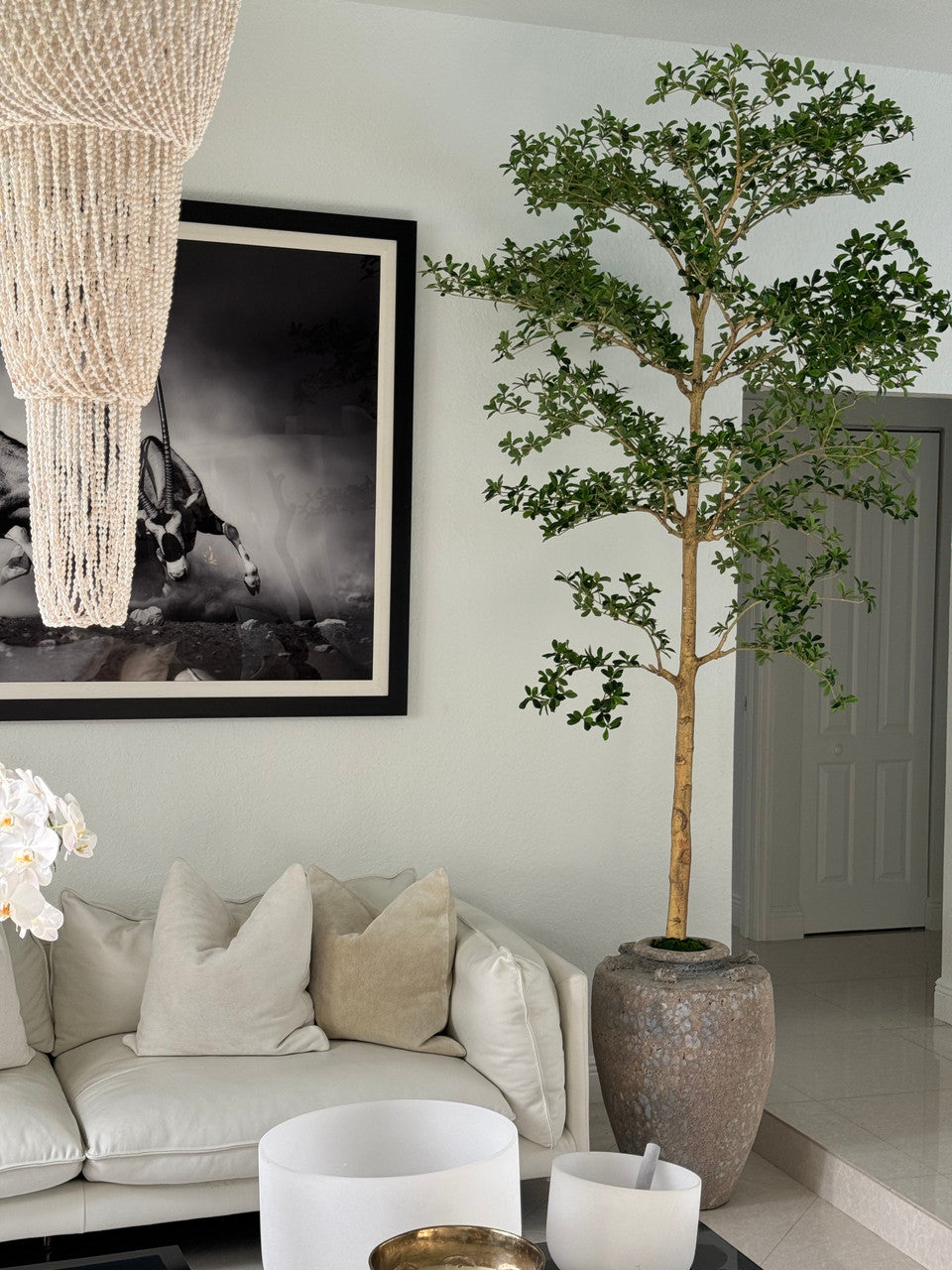 Parthenon Pot avec 23 Cm Ficus Shady Lady Arbre