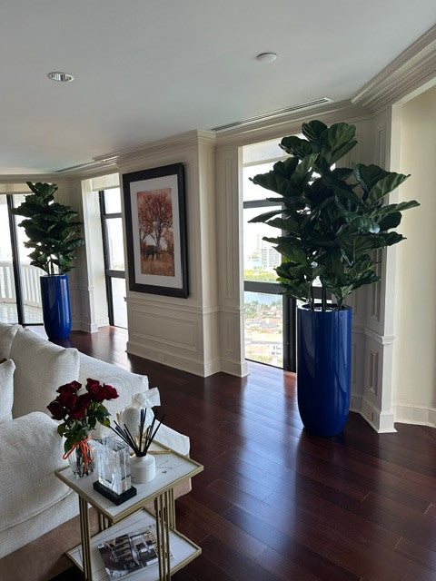 Figuier Lyre Arbre avec Brillant Cobalt Bleu St. Tropez Pot