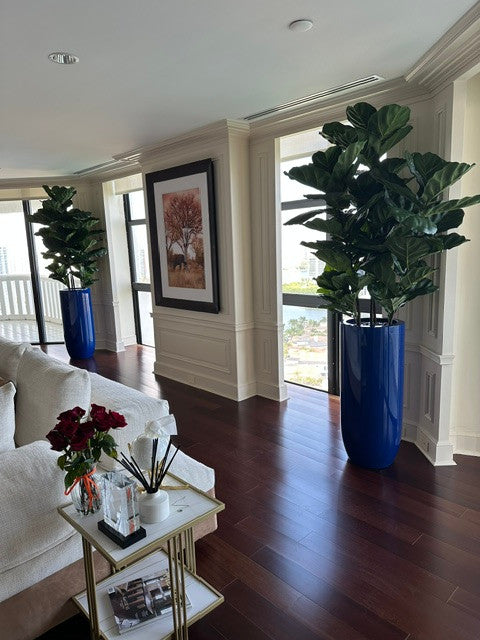 Figuier Lyre Arbre avec Brillant Cobalt Bleu St. Tropez Pot
