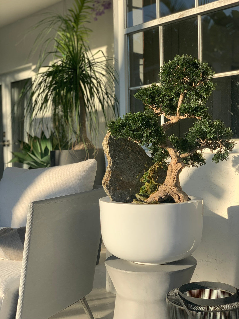 Cedar Bonsaï sur Fibre de Verre Coupe