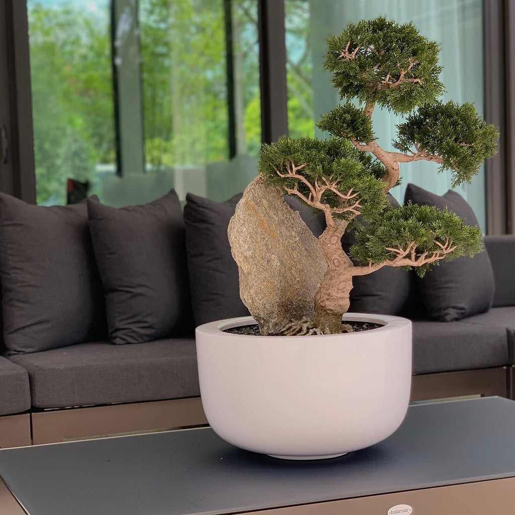 Cedar Bonsaï sur Fibre de Verre Coupe