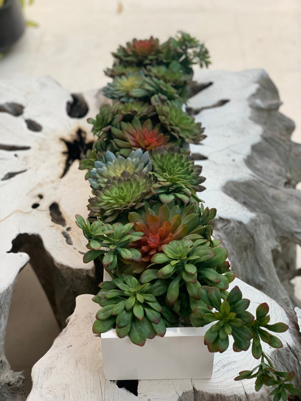 81 Cm Balcony Fibre de Verre Pot avec Succulentes