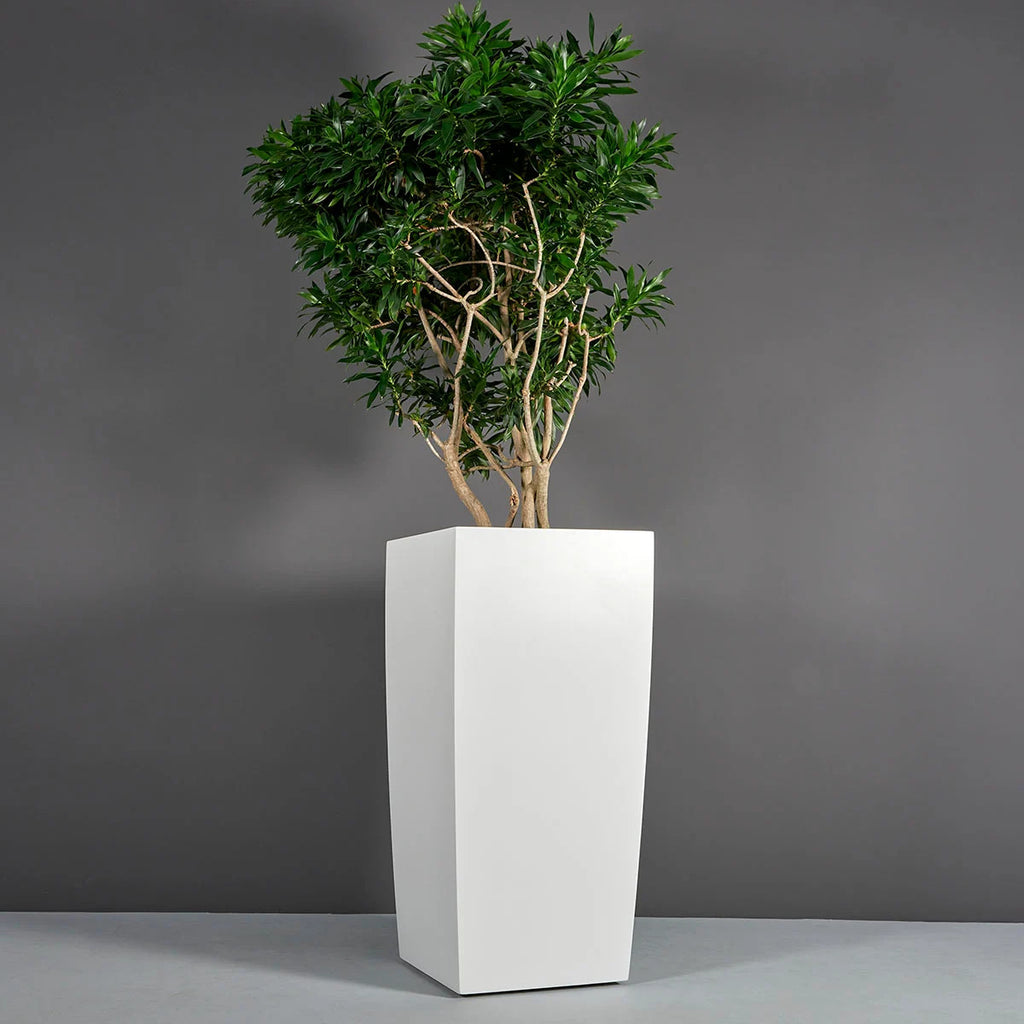 Toulan Square Pot